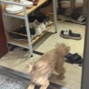 피치203-3 | [오사카여행기]//피치항공 탑승후기.수화물규정//난카이 공항선//신사이바시.파르코백화점.다이마루...