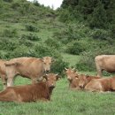 삼사목장 이미지