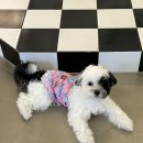 몽쥬르 | [별내] 애견미용실 몽쥬르 🐶 별내 강아지 미용실 추천 !