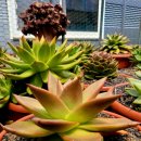 창전농장 이미지