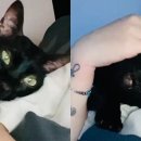 펫스토리 수가 이미지