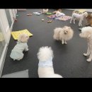 SM펫살롱 이미지