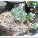 골든뷰티 이미지