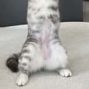 품속동물병원 | [품속동물병원] 중성화 수술 후기