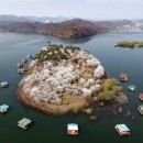 벚꽃이 아름다운 진천 초평 꽃섬, 대청호 벚꽃길 , 대전 테미공원, 대전 갑천 벚꽃길외.. 이미지