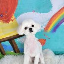 포미펫샵 이미지