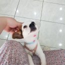 김수영 동물병원 이미지