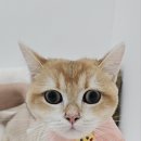 덕배네 | [신림고양이미용]-브리티시 덕배 전체미용 후기
