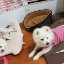 모쿠모쿠 이미지