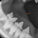 포레브동물의료센터 이미지