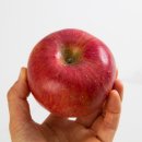 옥산마을 | 옥산사과마을 햇 부사 시즌특가 공구! 사과 중에 제일 맛있는 옥산사과마을 부사! 맛이 진하고 과즙팡팡...