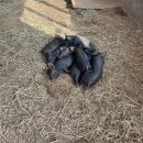 청솔2목장 이미지