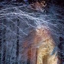 Enchanted Forest, Seattle. Washington, USA 이미지