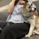 꽃길걷개 이미지