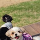 스토리멍 여수애견호텔/여수애견유치원 이미지