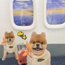 알로하펫 이미지