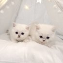 고양이전문점 허니캣 이미지