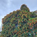 어설픈 자투리 시간 이용하기! - 경북 칠곡군 도당골산(130)~용소봉(318.8)~망월암(192) 그리고 왕산봉(160.8)~ 이미지