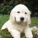 파트라슈반려견학교 이미지