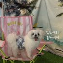 멍멍이와 숲속에서 이미지