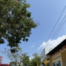 킹콩 | [푸꾸옥] 킹콩마트 쇼핑리스트 및 후기