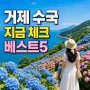 진성팜 | 6월 거제 수국축제 베스트5, 개화시기·주차·동선까지 한 번에 정리