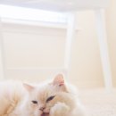 숲속고양이 이미지