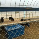 산들염소농장 이미지