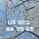나주 벛꽃 개화 영산강 종합스포츠파크 : 산책 러닝코스 데이트 추천