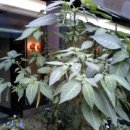 이젠당구장 이미지