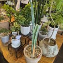 나성동_J빌딩건너편 | 불당동 블루블룸 24시무인꽃집 화분 구매 재방문 후기