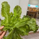 삼죽로 | [경기 안성] 삼겹살과 파김치가 조화로웠던 '풍성식당'
