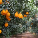 맛조아농장 이미지