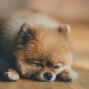 가야동물병원 | 단순 소화불량일까? 병원 가야 하는 신호 구분하기...치료후기 - 울산 중구 동물병원 라온동물메디컬센터