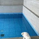 위클라드애견풀빌라 이미지