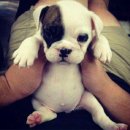 귀여운 강아지 이미지