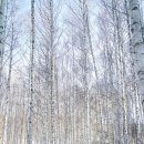 인제09 | 강원도 인제 자작나무숲 겨울 눈꽃 근처 숙소 추천 I 만해마을로 1박2일 힐링루트