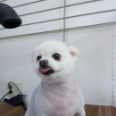 펫스탑 이미지