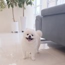 댕댕이쁘띠샵 이미지