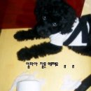 하우스독 이미지