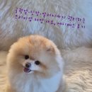 ㈜라인에너지 | 골관절·신장·알러지까지 관리하는 프리미엄 처방 사료, 세니메드 후기