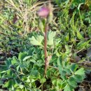 밭두렁농원 이미지