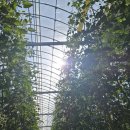 동광상사 | 온실 바닥정리 와 화방정리 ft 장갑