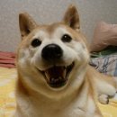 보고 이미지