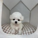 야옹아 멍멍해봐 삼각점 이미지