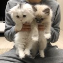Fallin meow 이미지