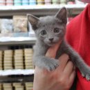 야옹아 멍멍해봐 강아지고양이 충남서산점 이미지