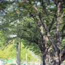 봉황대운동장 이미지