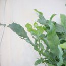 바다향기 블루 이미지