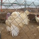 정다운 PC 이미지